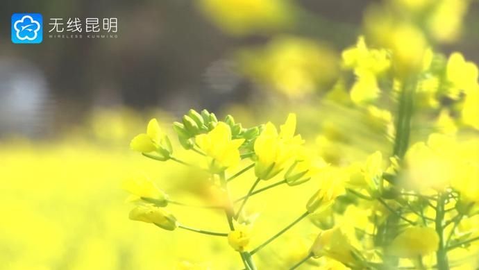 K视频 一片金黄美如画！安宁万亩油菜花田盛放——昆明广播电视台