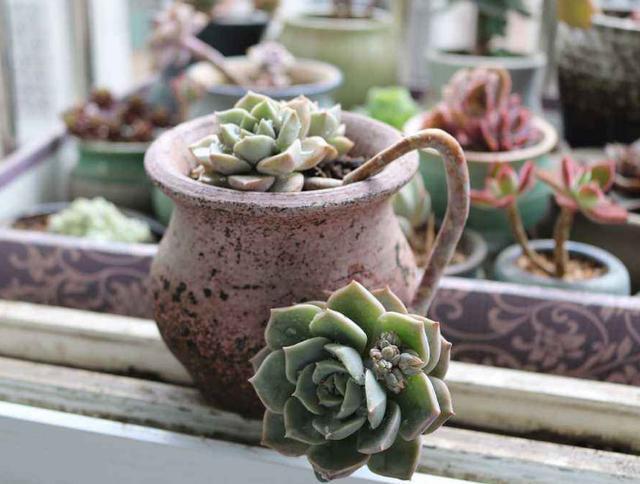 好养皮实的3种多肉，一年大部分时间在生长、不休眠、颜色美
