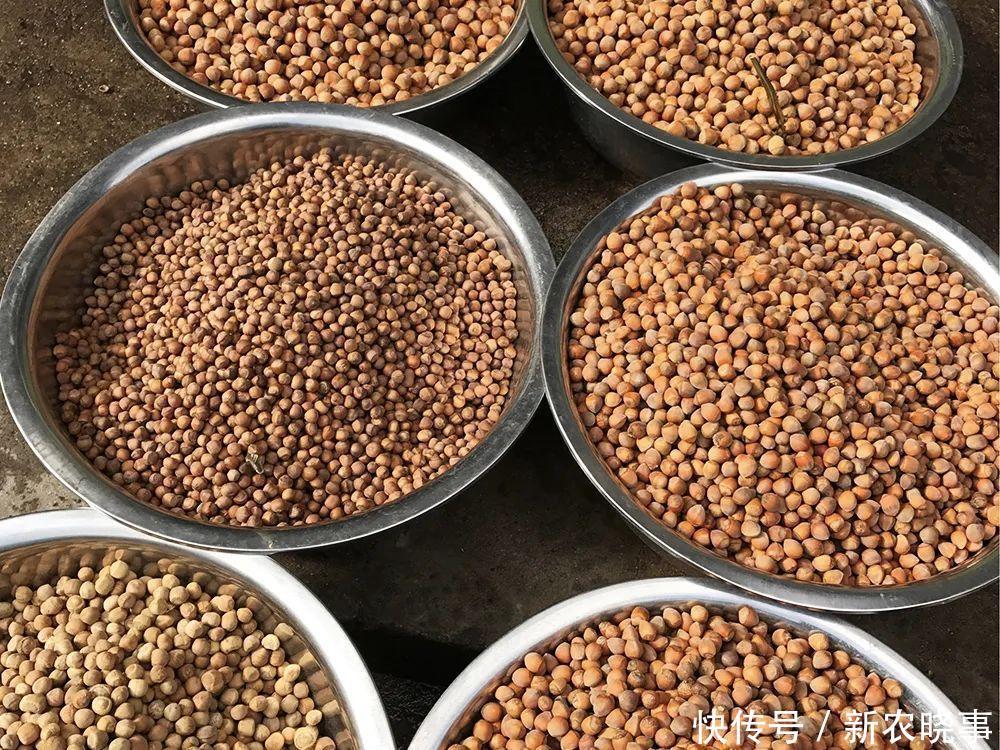 亩产值超万元，可连续采摘50年，市场畅销，却陷入种植骗局？