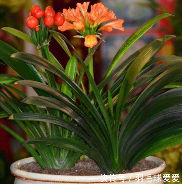 想要君子兰长得好?2种花肥喂下去,根系健壮长势好,轻松爆花