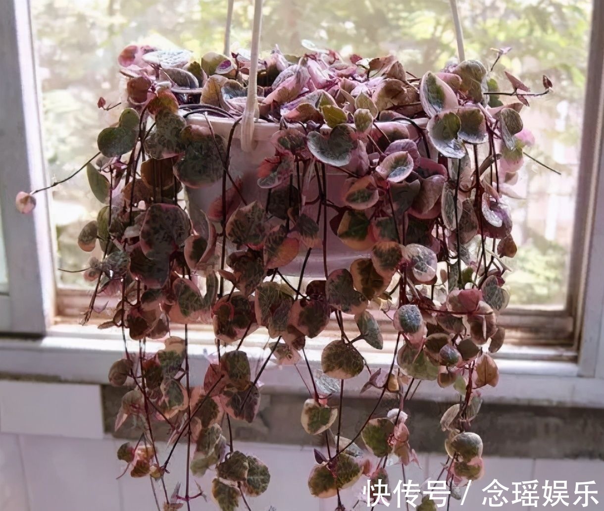 吊盆|7种多肉适合“吊着养”,枝条“流出”花盆,养出状态最美