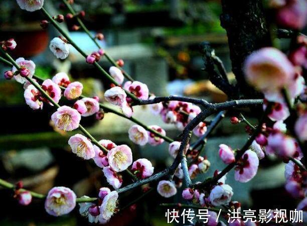 写景词#陆游最经典的写景词，全篇无一梅字，却句句描写梅花