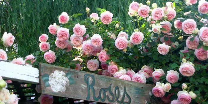 月季为什么光长叶不开花,做好这5点月季开花不再难