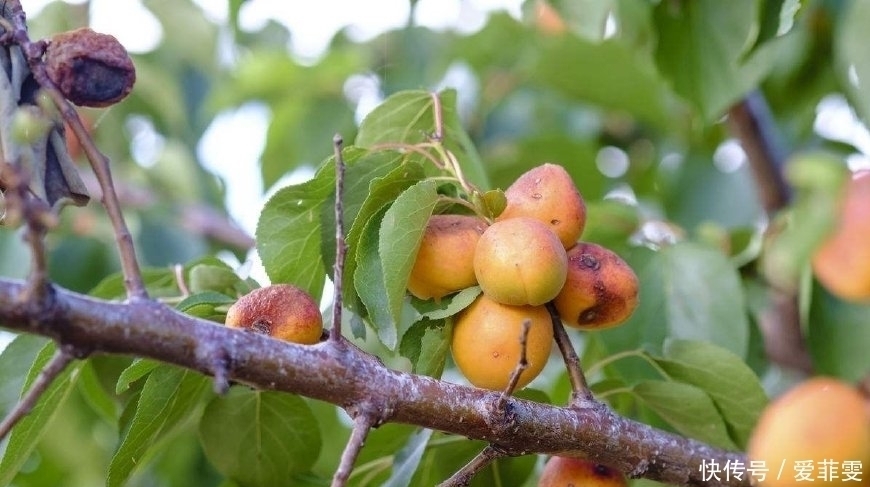 鲜果|北方奇特野果,新鲜无人摘,风干后人人抢,40一斤成“发财果”