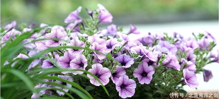 花卉市场逛一圈,这花比白菜还便宜,不买好亏