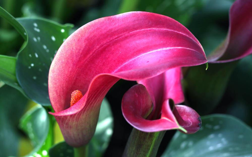 立冬前，客厅摆上几盆“吉祥花”，花开富贵，寓意家兴人旺财运来