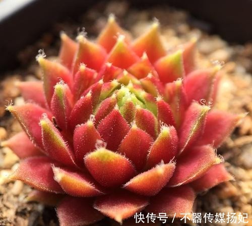 备受欢迎的10款红色系多肉,很珍贵,请收藏!