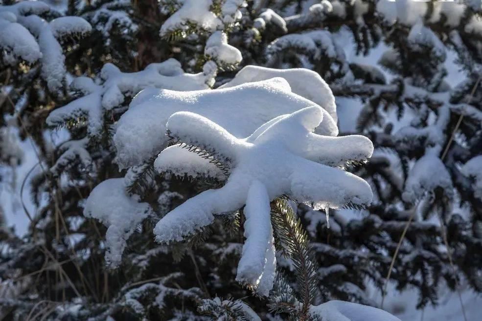 酣畅|鸣岩松雪，静赏傲雪枝头之美，动享冰雪酣畅之旅