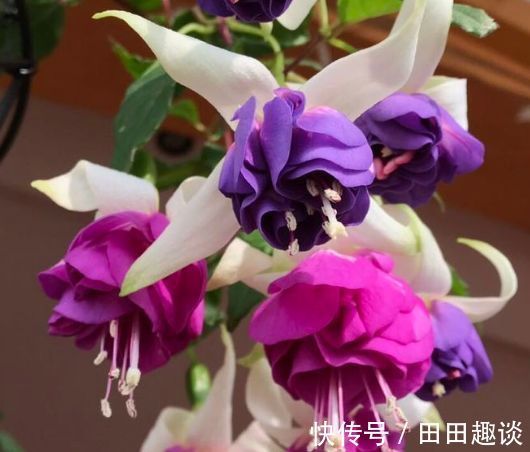 喜欢在家中养花,就选择5种花卉,花色绚丽,优雅妖娆,非常美