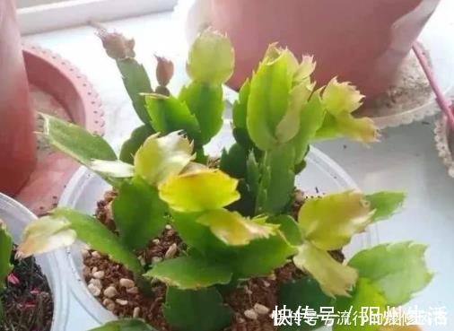 蟹爪兰|蟹爪兰叶片蔫了不恢复?及时“亡羊补牢”还不晚,但要掌握好技巧