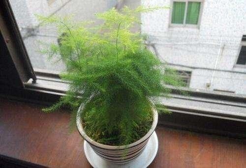 入秋后,3种花要“多剪剪”,叶子剪得狠,生长越是旺盛