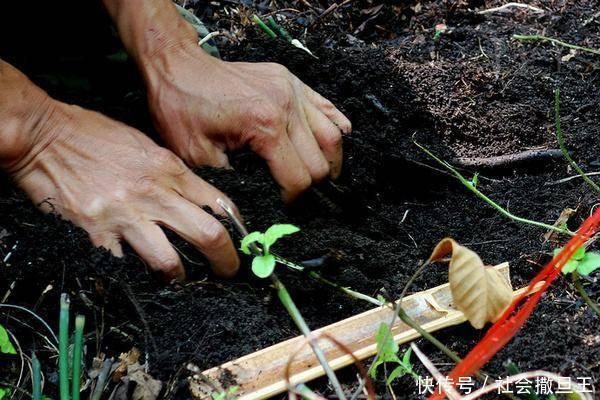 养肝|中医黄芪巧搭一物“赛人参”,连用一周后,“肝净”如新