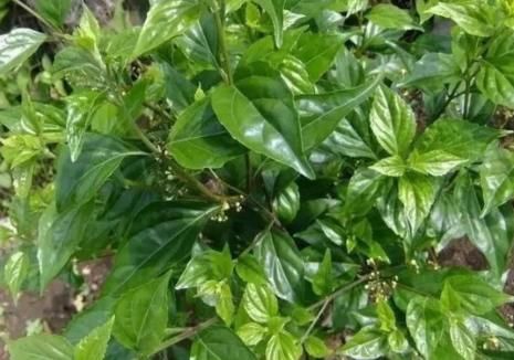  制作|农村植物“神仙树”，树叶可充饥现在卖2元1斤，做豆腐堪称一绝