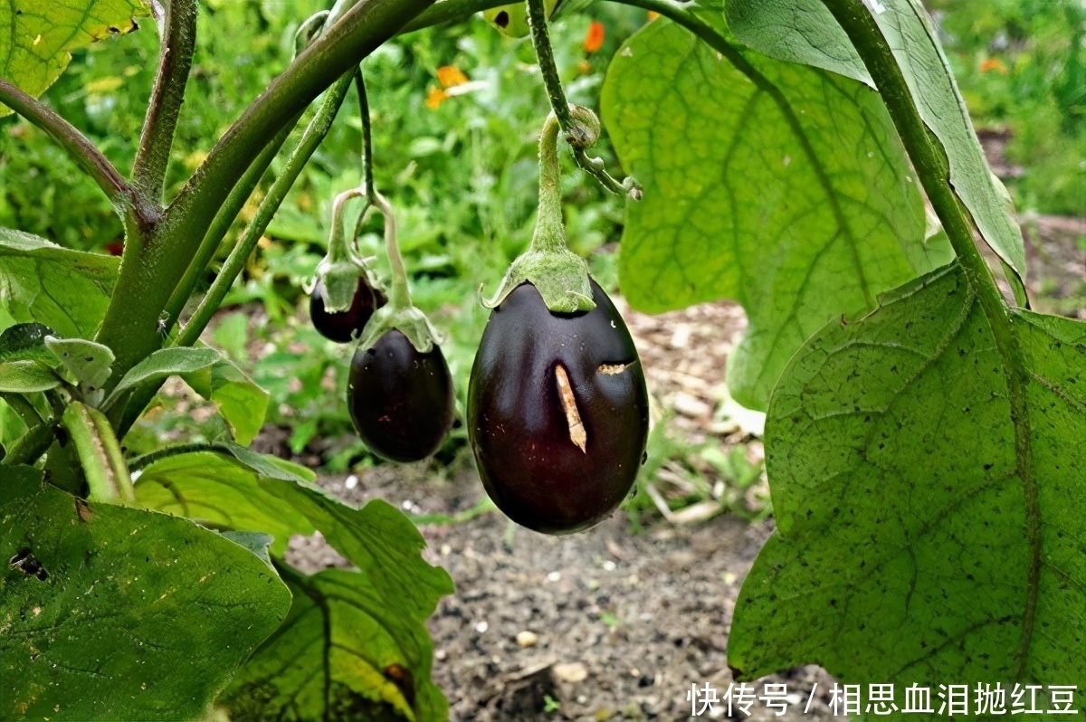 食物|人到中年想长寿,推荐常吃3种食物,美容养生,身体棒棒哒