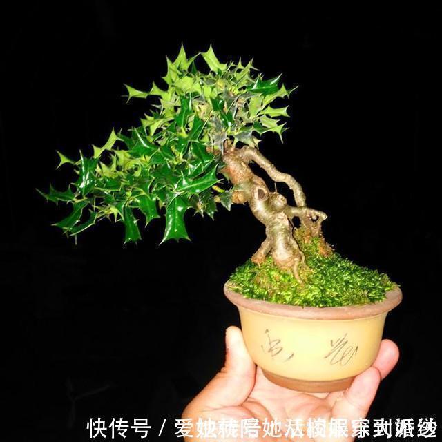 种植|家养一盆枸骨盆景,叶片青翠风景好,从年头赏到年尾!