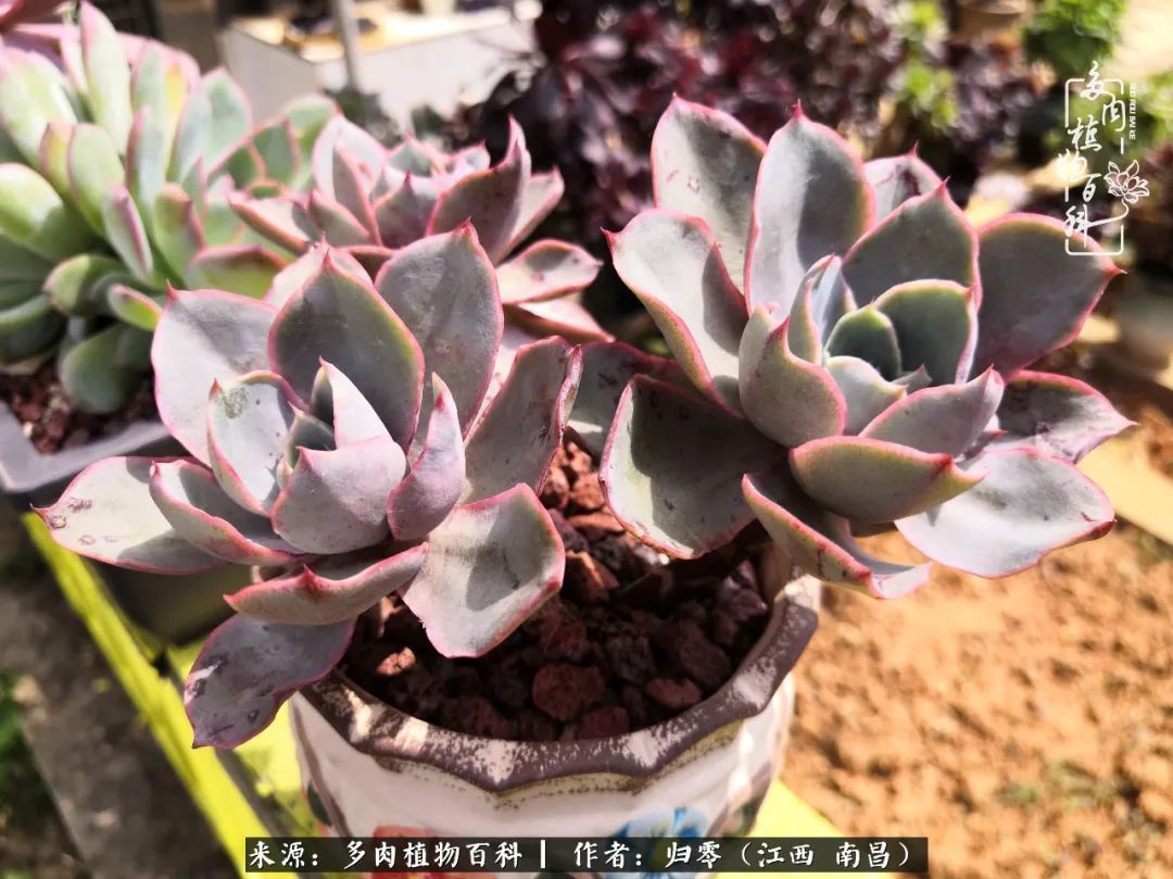 肉肉|人生转个弯,在小院遇见落入凡间的多肉小精灵!