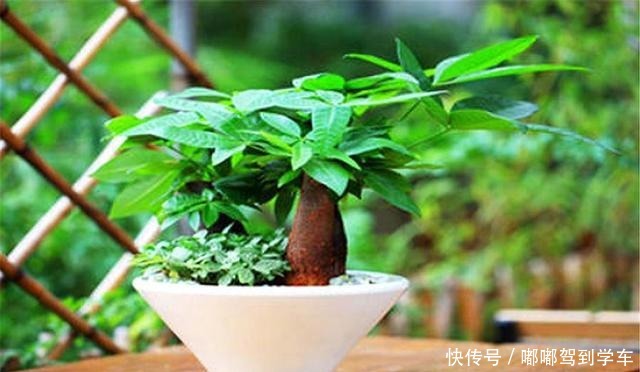 冬天养发财树,做好“1多1少1控制”,叶子翠绿,春天蹭蹭长!