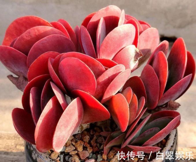 夏天|夏天适合养的多肉植物，没事试试这“几种”，省心也好养