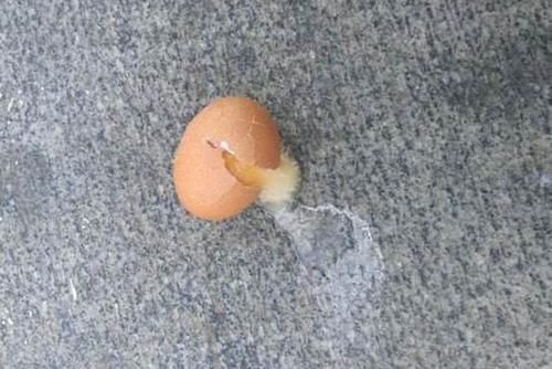 孩子打碎鸡蛋这件小事,中国保姆和外国妈妈的处理方式却截然不同