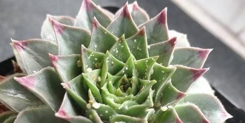 多肉生了蚧壳虫密密麻麻头皮疼,用这2个小方法,一次杀除干净