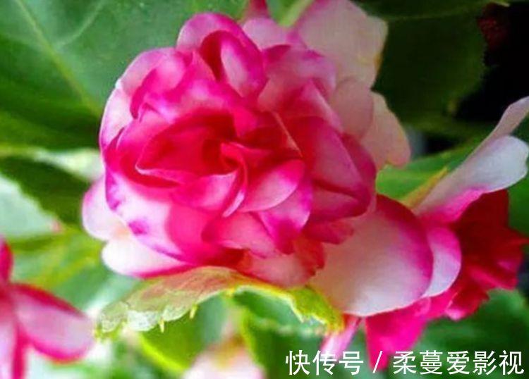 三角梅|家里养此款花卉,便宜又好养,一盆千百朵,枝头花苞满