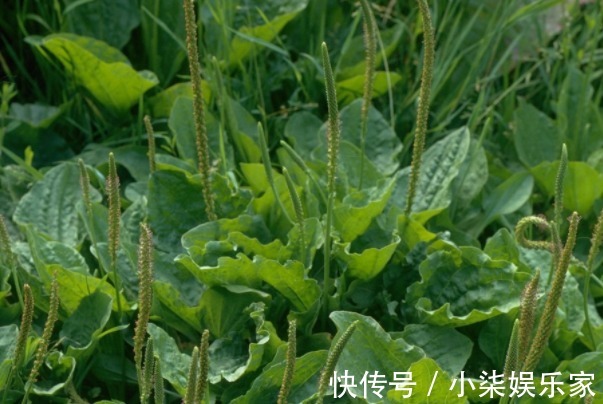 中国药典|隔三差五吃点车前草好处真不少,除治疗支气管炎,还有不少好处