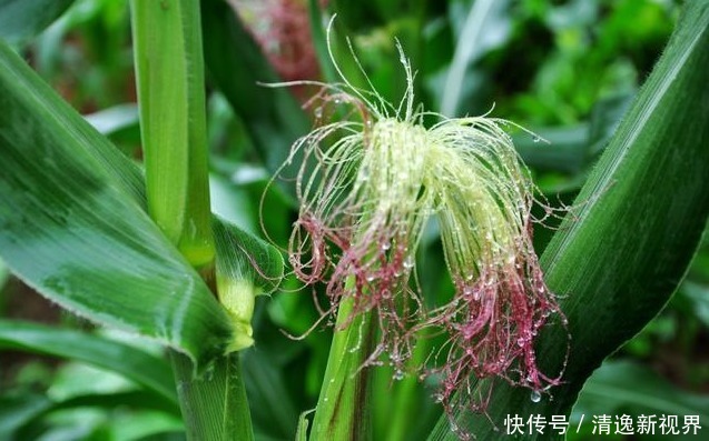 玉米须功效十分惊人,降压、降脂、降糖、还利