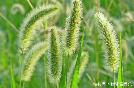 积液|农村野草“狗尾巴草”出名了,搞碎敷用几天,腿不疼积液消失不见