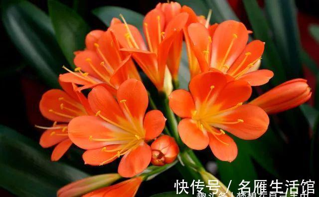 蟹爪兰|君子兰、蟹爪兰、长寿花、杜鹃花…不开花咋办?教你一招解决!