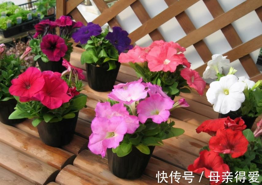 家庭养花:聪明人就爱趁天冷多囤这3样肥!