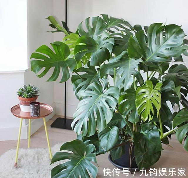 养好龟背竹打开小机关，叶片大如盆，嗖嗖爬满墙