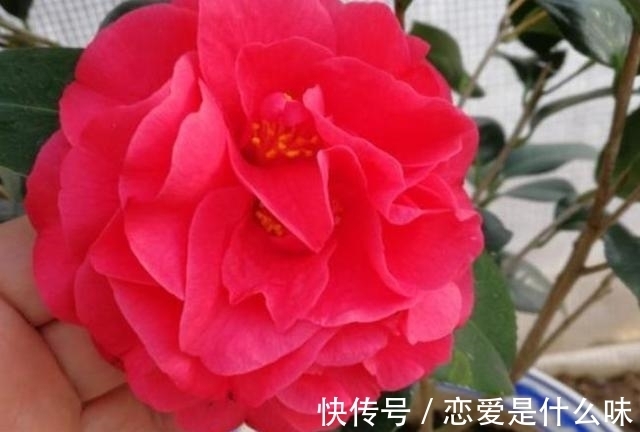 月季|别只养月季了，此花比牡丹还美，芳香四溢还好养