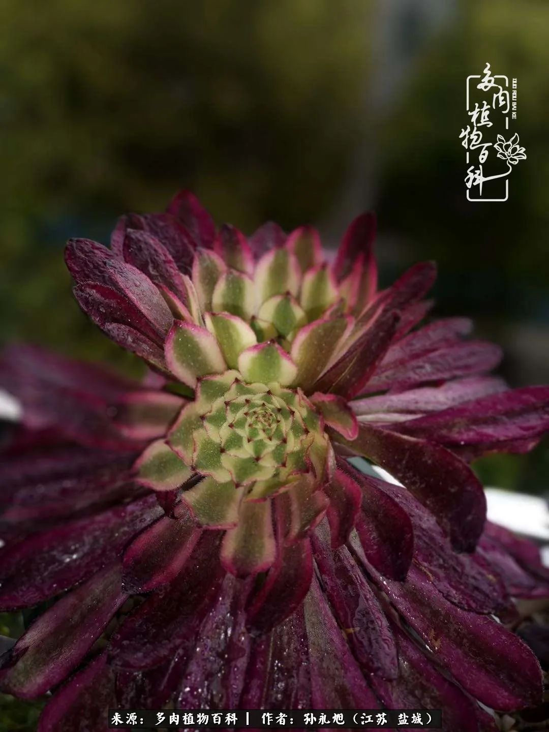 养多肉三年多九万里悟道，终归诗酒田园！