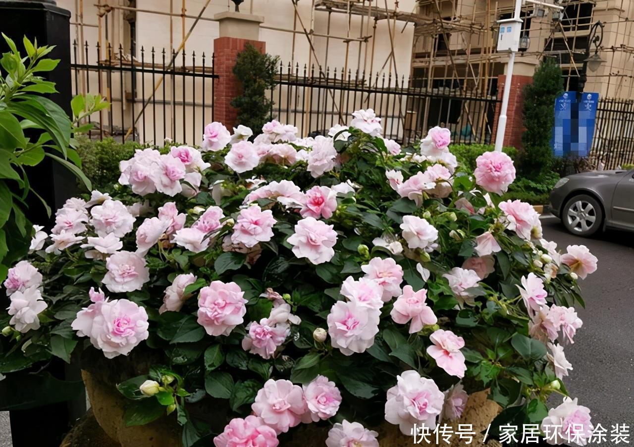 老桩|阳台养花,不用养贵的,3种“土气”花,开花“高贵”又热闹