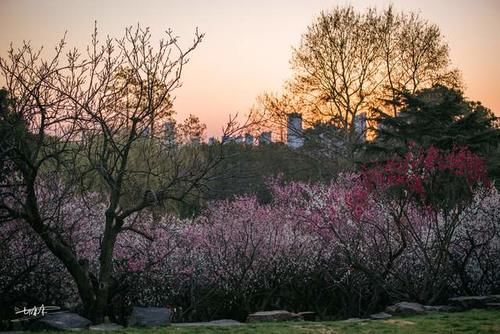 清晨，无锡梅园的第一缕阳光，明媚了一整个春天