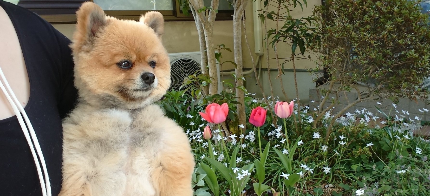 柴犬|大家还记得那只在二次元爆火的肌肉柴犬吗？现如今终于有实体版了