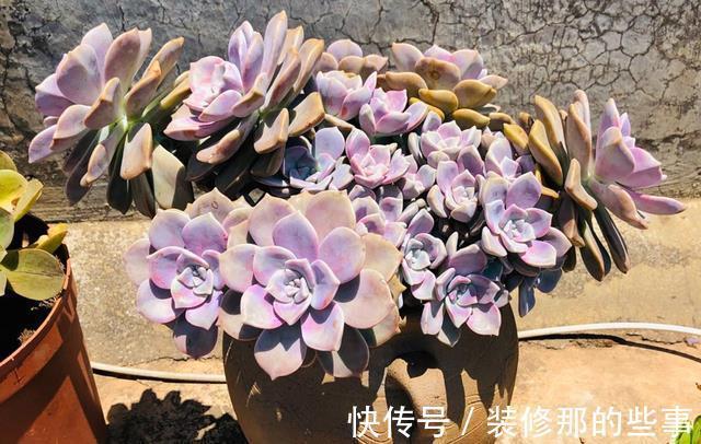 马库斯|养好多肉紫乐,有2个简单的方法,颜色更漂亮,变多头老桩