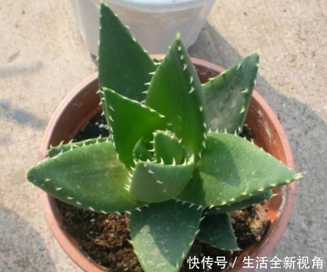 家中养芦荟,做好这“3点”后,新芽蹭蹭往外冒,叶子爆盆观赏强!