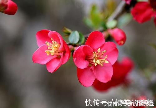 招财纳福|谁家女人属此生肖,是家里的“财神爷”,为家里人招财纳福