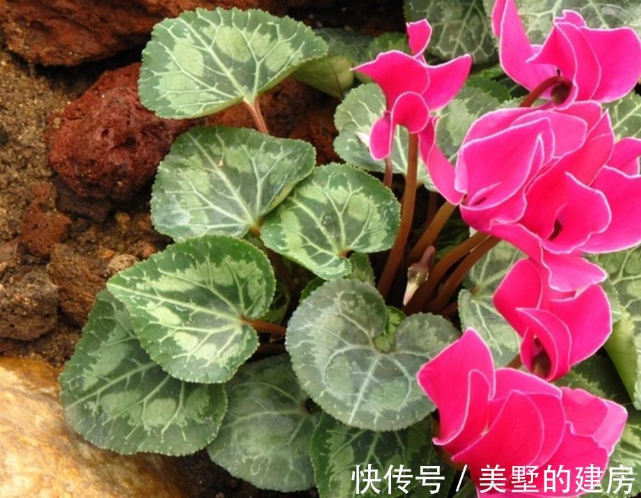 修剪|6种“漂亮花”，开完花别修剪，长满黑种子，第二年有惊喜