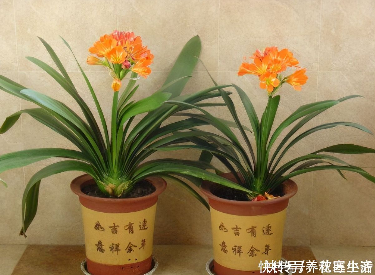 爆盆|阳台养君子兰,四季学会“巧浇水”,叶子绿油油,冬季开爆盆