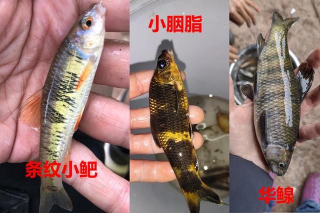 蓑笠哥|九成钓友都会把这几种鱼认错，和牢底坐穿鱼搞混就麻烦了