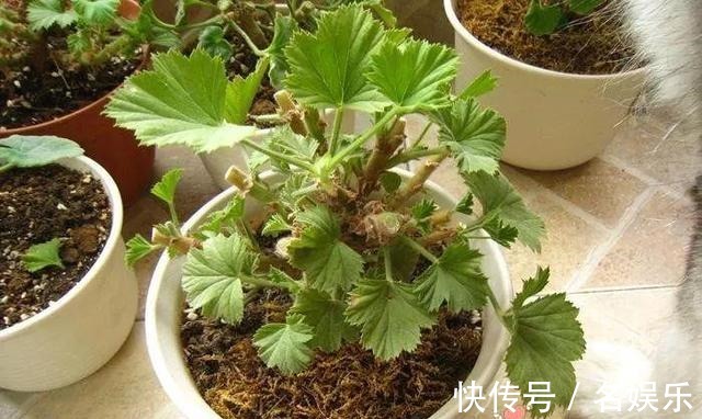 8种花现在赶紧剪,剃光头撸光叶,越狠越爆盆