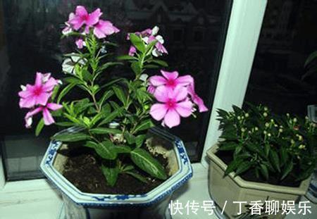 盆栽|长春花叶子蔫了咋回事,别着急,找准原因就能让它重焕生机