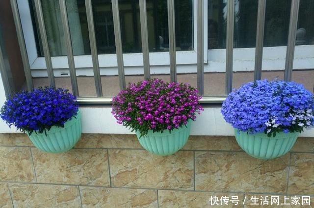 别养绿萝吊兰了，此花更值得拥有，丢土里就能活，四季开花爆盆！