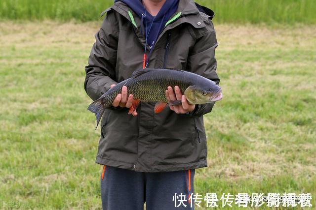 钓草鱼最快的方法，三个民间高手绝技，真是一山更比一山高