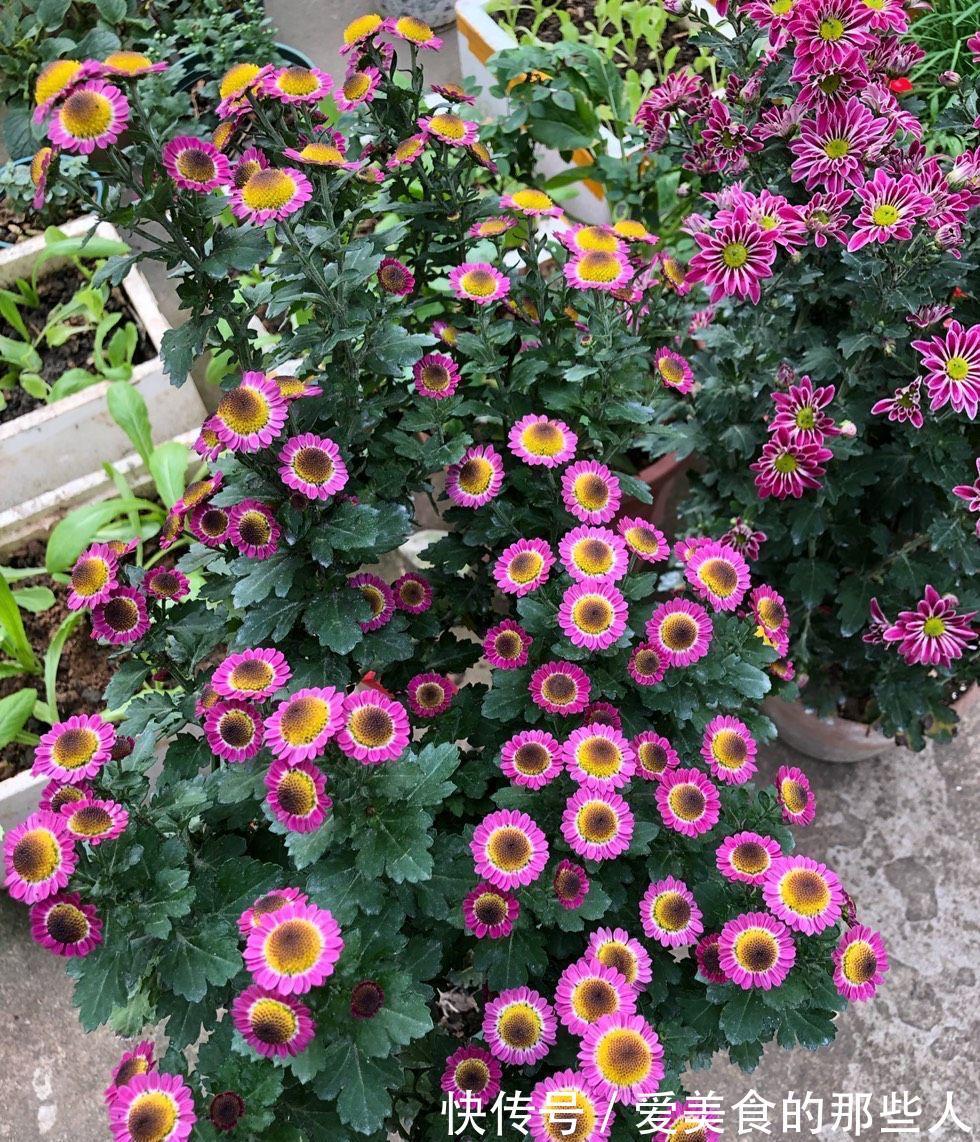 3种花,真的不怕寒冷,零度也能开花、很灿烂花很多特别美