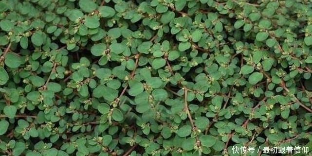 方法|曲为酒之骨,农村土方法制作“酒曲”需要哪些野草快要失传了