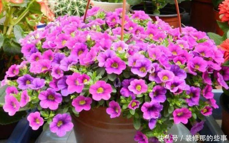 春节期间不能错过的4种招财花,花开就爆盆,漂亮又好养!