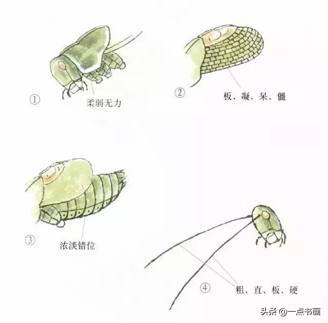 蝈蝈@国画教程——蝈蝈的画法